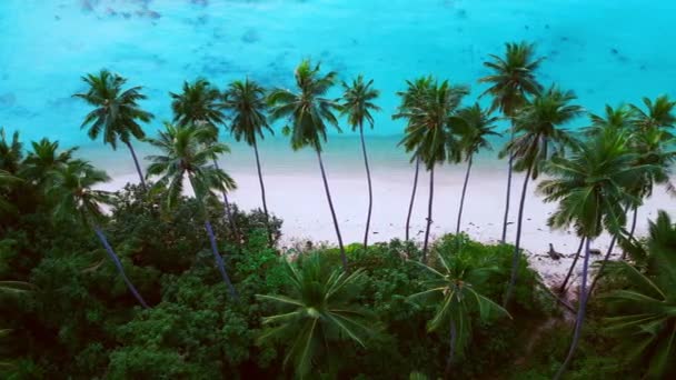 Drone Cinematografico Aereo Girato Sulla Spiaggia Tropicale Con Sabbia Rosa — Video Stock