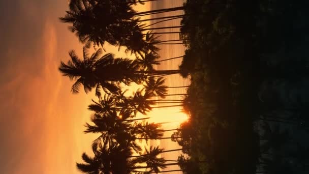 Vertikální Záběr Oranžového Filmového Západu Slunce Palmy Moře Paprsek Světla — Stock video