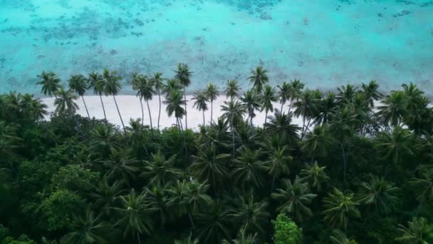 Красивий Тропічний Пляж Пальмами Білий Піщаний Пляж Бірюзовою Морською Водою — стокове відео