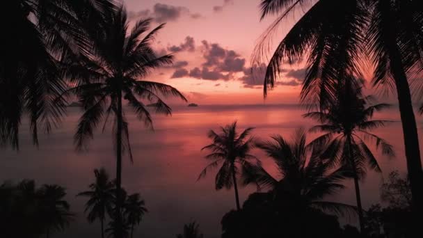 Filmcamera Beweegt Zich Door Silhouetten Van Palmbomen Naar Zee Ongelooflijke — Stockvideo