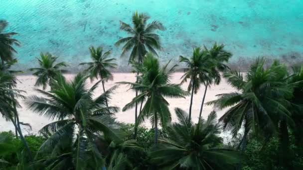 Letecký Pohled Nedotčené Tropické Pláže Palmami Písečná Pláž Tyrkysová Mořská — Stock video