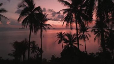 Sahilde palmiye ağaçlarının siluetleriyle denizde inanılmaz bir kızıl gün batımı görüntüsü. Kızıl günbatımında tropikal plajların, güzel tropikal manzaranın sinematik hava videosu.