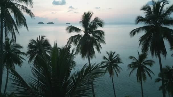 Akşam Sinemasında Denizin Arka Planında Palmiye Ağaçları Vardı Akşamları Okyanus — Stok video