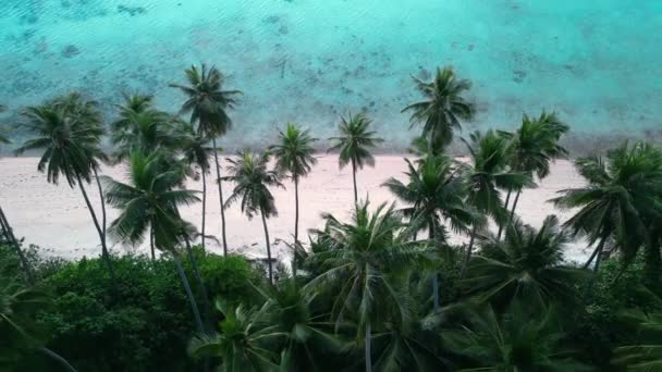 아름다운 무인기 영상입니다 야자수와 정글의 모래사장 청록색 해수가 있습니다 — 비디오