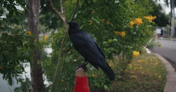 ポールの上に黒いクロウ そして都市公園に飛び出します 野生の鳥が近づいてきました クロウバードコルベスコラックス — ストック動画