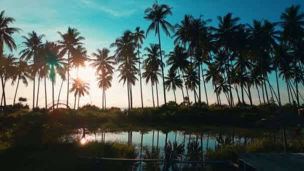 トロピカルパラダイスでヤシの木 青空の美しい夕日景 映画のドローンショット 熱帯リゾートのヤシの木を通して太陽光の熱帯パラダイス 空中ビュー アメージング ネイチャー — ストック動画