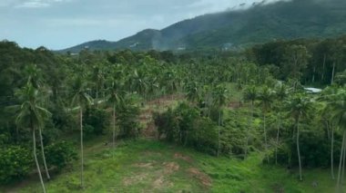 Palmiye ağaçları, volkan ve ormanla dolu bir orman. Tüm ihtişamı İHA tarafından ele geçirilmiş. Palmiye ağaçları her yerde inanılmaz manzaralar yaratıyor. Etrafı palmiye ağaçlarıyla çevrili görkemli manzaranın sinematik görüntüleri.