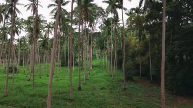 Yukarıdan bakıldığında, hindistan cevizi palmiyelerinin birbirine karışarak yeşil labirent oluşturduğunu görüyoruz. İnsansız hava aracı Hindistan cevizi palmiyeleri arasında dolambaçlı yollar boyunca uçar. Kavramsal tropikal dünyada kaybolmak kolay