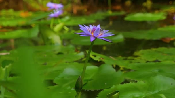 Flor Loto Abre Superficie Del Agua Muestra Todo Esplendor Naturaleza — Vídeos de Stock