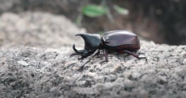 Macro view of xylotrupes Gideon, kahverengi gergedan böceği, Dynastinae alt familyasına ait büyük bir böcek türüdür. Büyük erkek gergedan böceği..