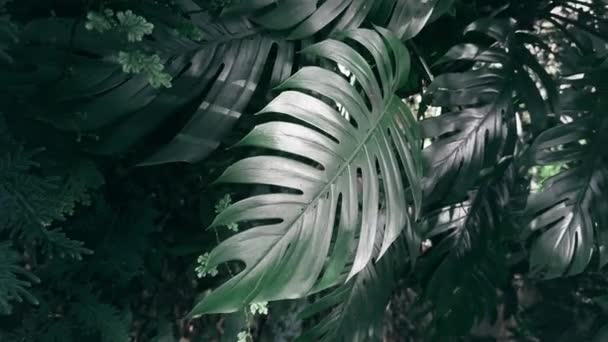 Monstera Lämnar Närbild Avslöjar Naturen Konstnärligt Mästerskap Tropiska Lövverk Kurvor — Stockvideo
