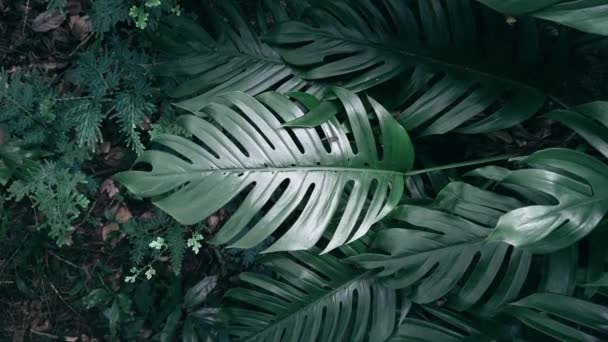 Vivido Verde Monstera Foglie Catturare Essenza Verdeggianza Tropicale Mostri Eleganza — Video Stock