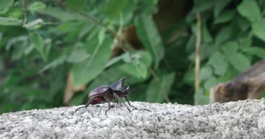 Macro view hindistan cevizi gergedanı böceği taşın üstünde vahşi doğa arkaplanı. Hint gergedan böceği, Asyalı gergedan böceği ya da Oryctes gergedanı.