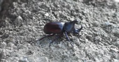 Büyük erkek gergedan böceği dalda, boynuzlu Herkül böceği. Xylotrupes Gideon, Arge erkek gergedan böceği taş yüzeyde hareket eder.