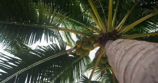 椰子树棕榈 角度低 未成熟的绿色椰子在季节开始时生长 肥沃的棕榈树 生长着椰子 藏在最宽的棕榈叶下 从下面的树干往下看近景 — 图库视频影像