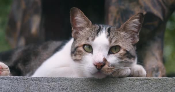 外にいる猫は コンクリートの上に横たわっている かわいいトリコロールホワイトブラックは 屋外の自然の中で 外で緑色の目が休んでいる子猫を見つけました クローズアップ フェイス 美しい落ち着いた眠い猫の口 — ストック動画