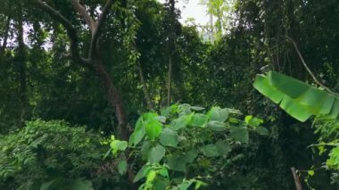 Orman, yeşil yağmur ormanı, tropikal doğa. Medeniyetten uzak tropikal adanın vahşi doğası. Tropikal iklim bitki örtüsünün çiçek açmasına yardımcı olur. Egzotik yerler. Çevre.