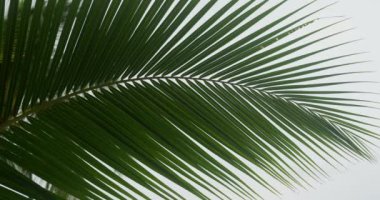 Yeşil palmiye yaprağı, kapat. Palmiye yaprakları, soyutlanmış beyaz bir arka plan. Bitki teması, egzotik yeşil bitki örtüsü, ağaç yaprakları, çalılar. Tropik botanik orman dekorasyonu. Kapat..