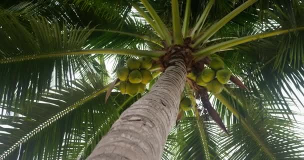 ココナッツパーム ローアングルビュー リゾートツーリスト島の熱帯植物は リラクゼーションと休息 南部のエキゾチックな植生 南部の国や大陸で ココナッツパーム ボトムビュー クローズアップ — ストック動画