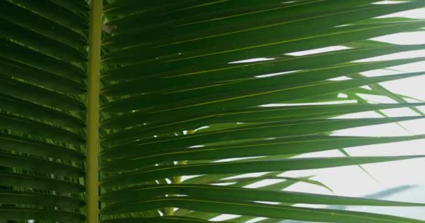 Zielony Liść Palmy Zamknij Streszczenie Tekstury Tła Tekstura Liści Tropikalnych — Wideo stockowe
