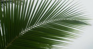 Yeşil palmiye yaprağı, kapat. Tropik dekorasyon, iç dekorasyon, sanatsal çiçek aranjmanı, beyaz arka planda sallanan palmiye yaprağı, egzotik yapraklar. Yeşillik yeşili, botanik yakın çekim.