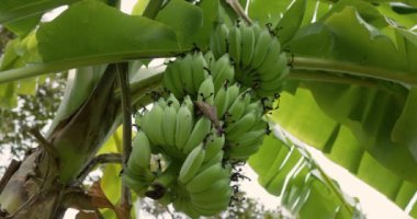 Tropikal palmiye ağacında olgunlaşmamış yeşil muzlar. Tropikal adada orman ve yağmur ormanlarıyla dolu palmiye vahaları. Muzlar geniş palmiye yaprakları arasında büyük kümeler halinde ağaçlarda yetişir. Düşük açı görünümü