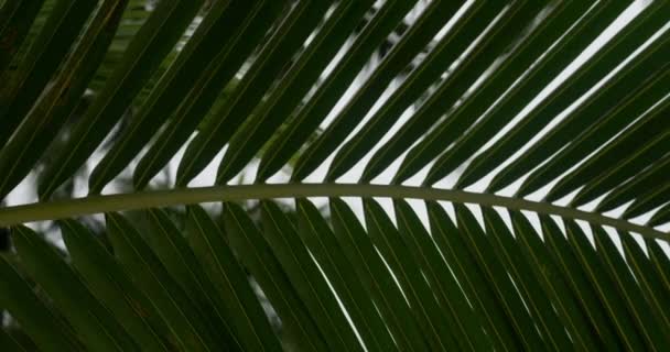 绿色棕榈叶 宏观拍摄 相机从左向右移动 棕榈叶白色背景 热带棕榈叶 植物及植物 — 图库视频影像