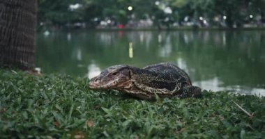 Kertenkeleyi ya da Bangkok 'taki şehir parkındaki su monitörünü izle. Varanus kurtarıcısı Tayland 'daki Lumphini Parkı' nda çimlerin üzerinde yatıyor.