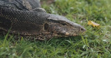 Kertenkelenin başını çimlerin üzerinde yatarken kapat. Monitör kertenkele cinsine ait büyük bir kertenkele. Varanus kurtarıcısı doğal ortamda dinleniyor..