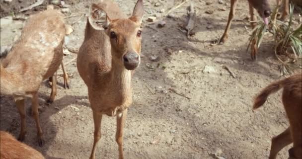 Крупный План Стада Оленей Зоопарке Подчеркивающий Безмятежную Красоту Существ Олени — стоковое видео