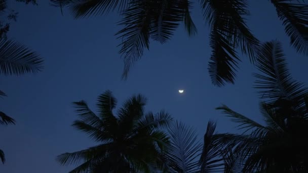 月光在热带棕榈树上投射出宁静的光芒 宁静的天堂 柔和的月光在热带棕榈树上的爱抚 轻声低语着和平之夜的威严 月光下的热带棕榈 — 图库视频影像