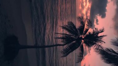 Portakal rengi günbatımı dikey video palmiye ağaçları cenneti resmediyor. Tropik gün batımı ılık renkleri ve deniz durgunluğu kutlama manzaralarını güzelleştirir. Görkemli turuncu tropikal gün batımı