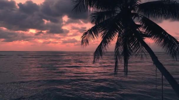 Relaksujący Widok Lotu Ptaka Spokojne Morze Palmą Pierwszym Planie Niesamowity — Wideo stockowe