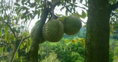 Gösterişli tropikal doğaları yemeye hazır Durian asılı sağlıklı beslenmenin egzotik beslenme anahtarının ödül Durian sembolü. Yüksek vitamin içeriği organik gıda meraklıları için durian asal seçimini yapar