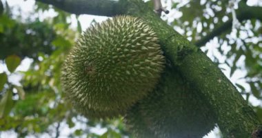 Taze, yeşil durianlar yemek için olgunlaşmış ağaçlardan sarkıyor. Durian benzersiz egzotik meyveler vitamin açısından zengin durian tropiklerden gelen organik besinleri somutlaştıran sağlık faydaları sunar