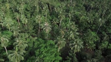 İnsansız hava aracı canlı tropikal ormanların üzerinde palmiyelerle uçar ve açık havada doğanın özünü yakalar. Bu manzara, doğanın zengin duvar halısını resmeden bereketli doğa güzelliğini kutlar.