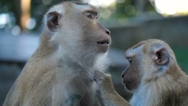 Two Monkeys Sit Calmly One Grooming Others Fur Tender Act — Stock Video