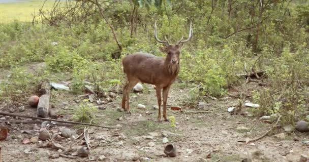 Young Deer Stands Clearing Bushes Few More Deer Camera Its — Stock Video