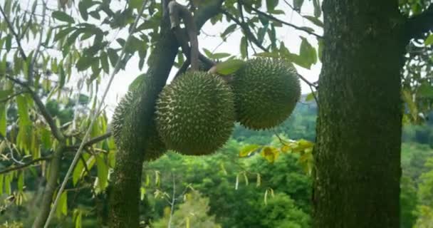 Colgando Durian Listo Para Comer Mostrar Naturalezas Tropicales Generosidad Símbolo — Vídeo de stock