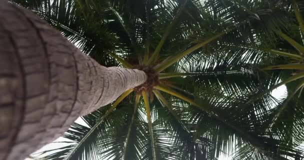 Palmier Vue Angle Bas Feuilles Palmier Vert Large Abri Soleil — Video