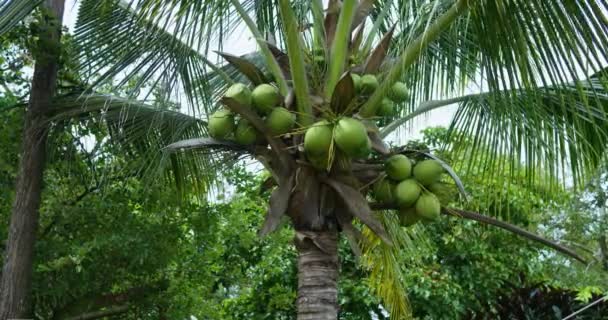 Nuca Cocos Verde Proaspătă Îndepărtează Palmierul Pregătit Pentru Mânca Nuci — Videoclip de stoc