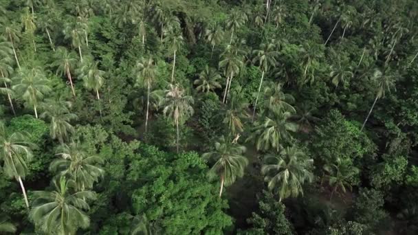 Drone Vola Sopra Vivace Foresta Tropicale Con Palme Catturando Essenza — Video Stock