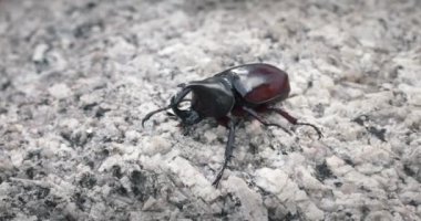 Makro manzaralı büyük erkek gergedan böceği, boynuzlu Herkül böceği. Gergedan böceği erkek vahşi doğada.