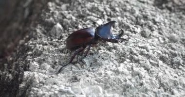 Büyük tropikal gergedan böceği vahşi doğada kaya yüzeyinde sürünüyor. Vahşi doğada gergedan böcek erkek. Dynastinae ya da gergedan böcekleri Scarabaeidae familyasının bir alt familyasıdır..