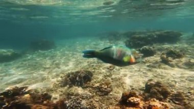 Kayalık deniz tabanında gezinen balıklar deniz yaşamının zenginliğini ve balıkların cazibesini filme aldı. Denizin dibindeki kayaların arasında yüzen balıkların sualtı görüntüsü ve büyüleyici balıklar.