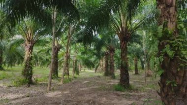 Tropikal orman palmiyeleri, bereketli hava manzarası sıcak iklim bolluğu görkemli tropikleri. Tropikal orman palmiyelerinin Drone görüntüsü. Canlı doğal ortam. Sıcak hava koşulları, yemyeşil çevre.