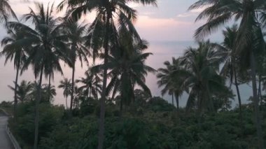 Manikürlü çimenler, palmiyeler, okyanus, gün batımı gökyüzü bulutları, egzotik cazibeleri yakalar. Gün batımının manzarası, palmiyeler sallanıyor, okyanus fısıltıları, egzotik bir hava. Huzurlu güzelliği yakalamak, egzotik cenneti somutlaştırmak.
