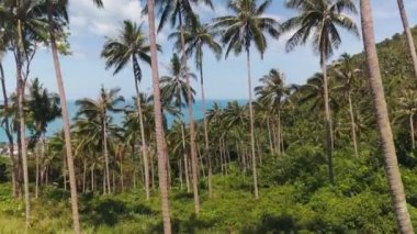 Adanın görkemli tropikal doğasında palmiye ağaçları olan tropikal orman manzarası yeşil palmiyeleri besler. İnsansız hava aracı görüntüleri, doğanın ihtişamlı adasında tropikal ormanları ve palmiyeleri yakalar.