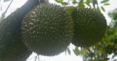 Tropikal ziyafete hazırlanan ağaçta duran Durian bu egzotik meyve durian besin maddeleriyle dolu organik yiyeceği simgeliyor. Durian aromalı sağlıklı vitamin ve mineraller sunar