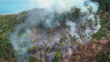 Küresel ısınma ve orman yangını iklim değişikliği tropikal ormanların yangınla yıkımını artırıyor. Küresel ısınma alevleri tropikal orman ormanlarında yoğun orman yangınlarına yol açıyor.